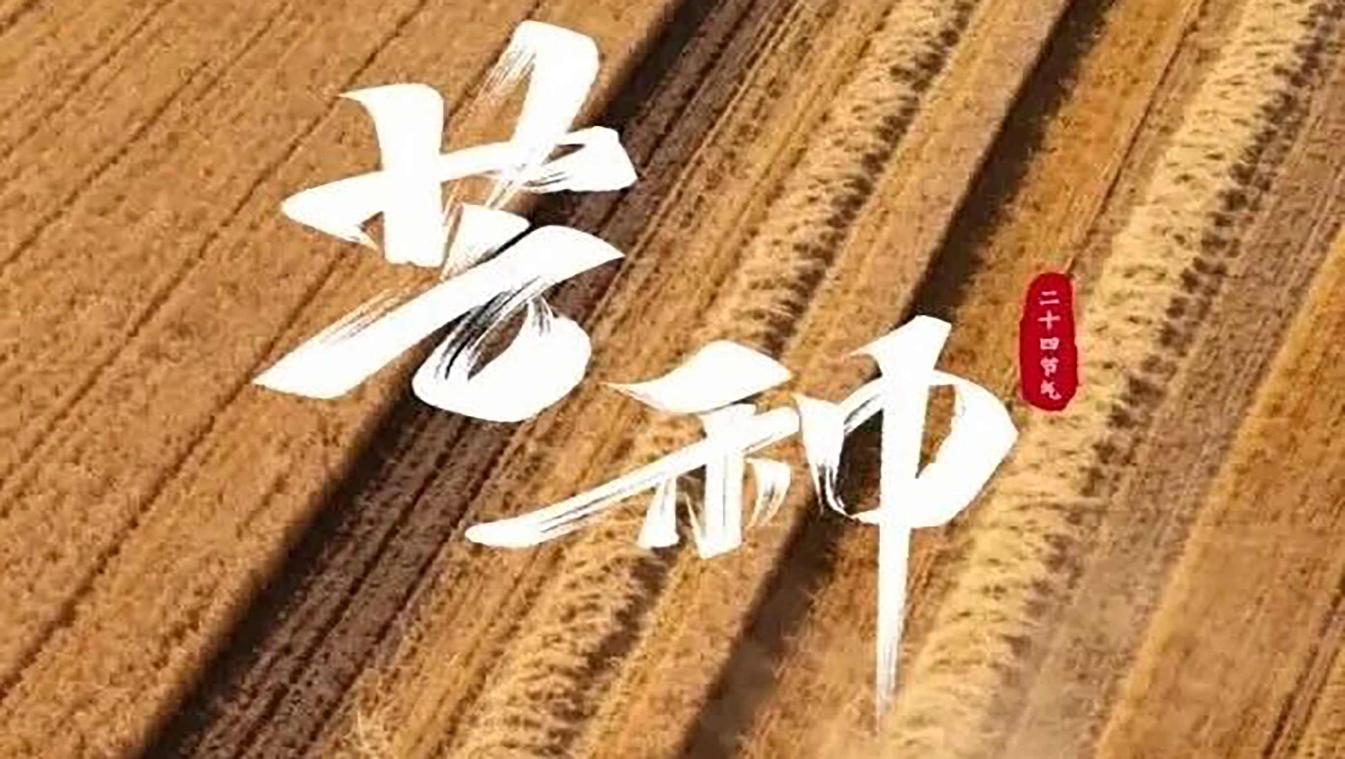二十四节气丨芒种