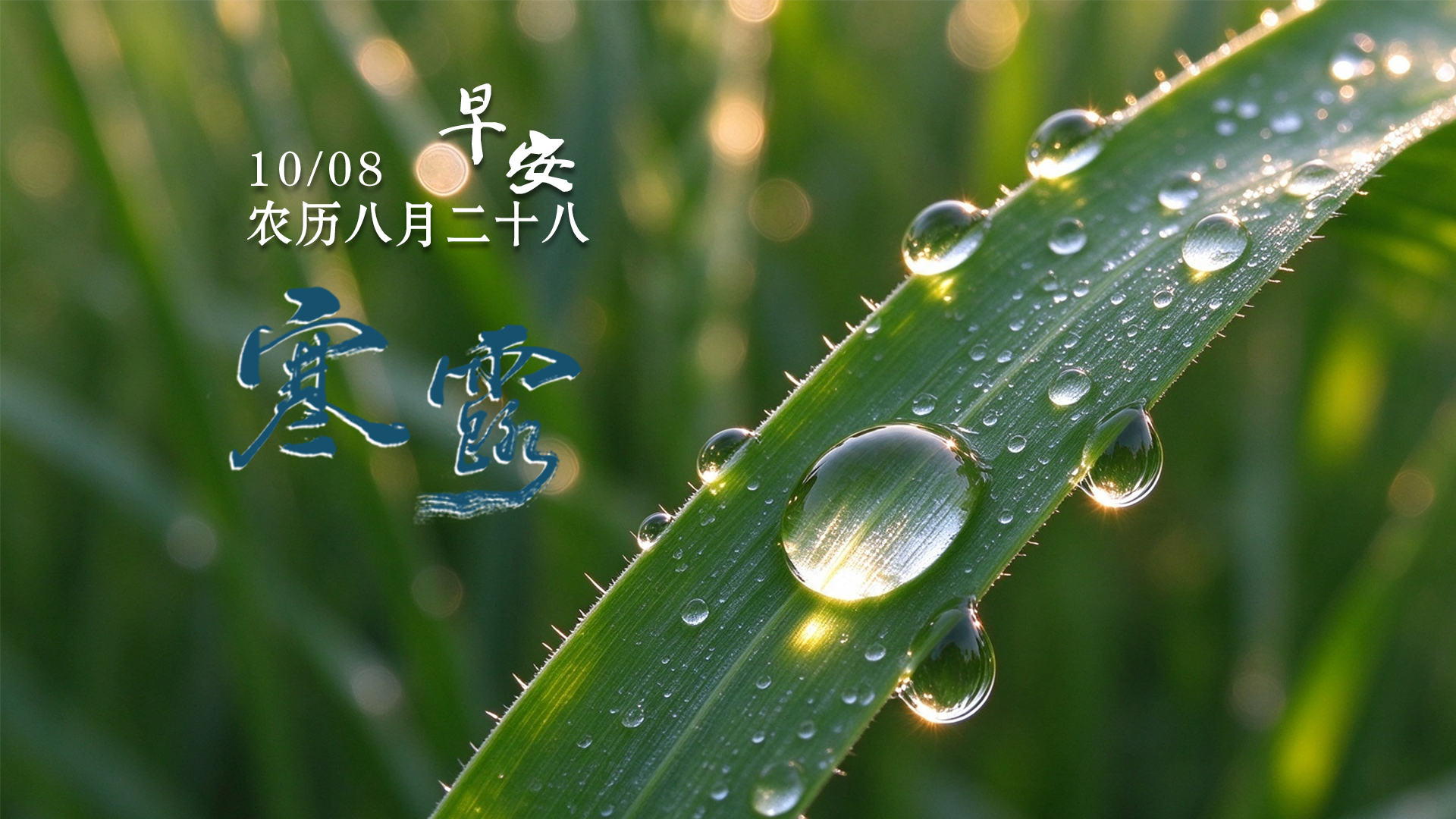 二十四节气丨寒露